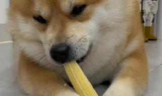 一个月小金毛能吃玉米吗 狗可以吃玉米吗